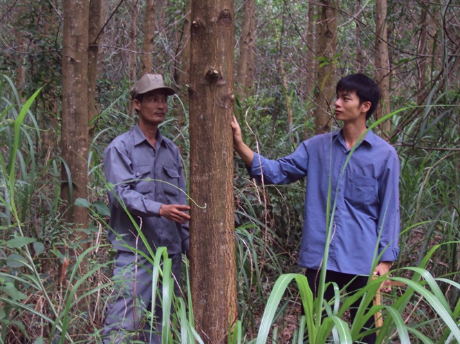Bình Định phát triển rừng gỗ lớn