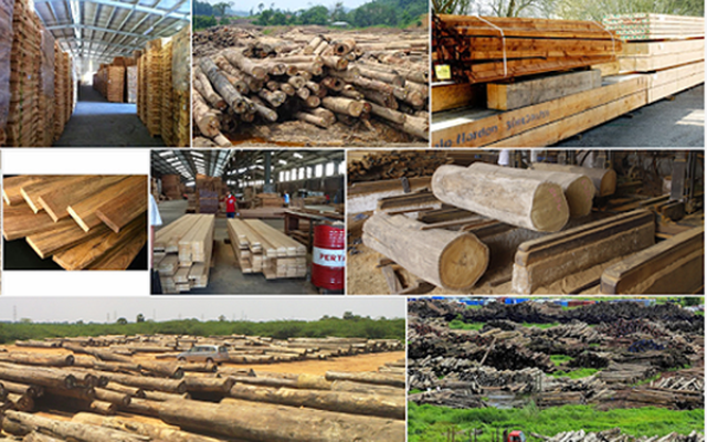 Doanh nghiệp gỗ trước thách thức "gỗ sạch"