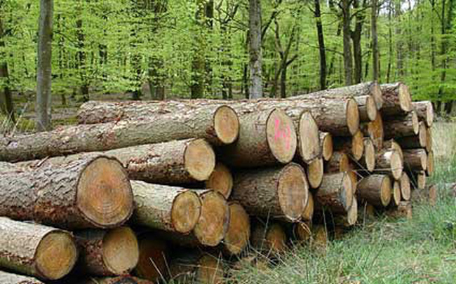 Tạm ngừng kinh doanh tạm nhập, tái xuất gỗ tròn, gỗ xẻ từ rừng tự nhiên từ Lào và Campuchia