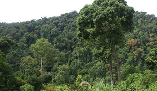 Hỗ trợ hơn 332 tỷ đồng dừng khai thác gỗ rừng tự nhiên