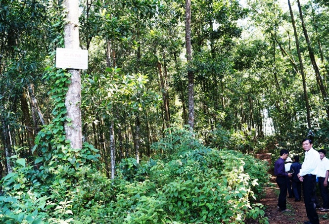 Quảng Ngãi: Gần 8 tỷ đồng hỗ trợ trồng rừng gỗ lớn