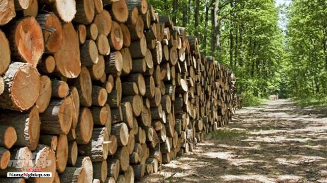 Bài toán gỗ nguyên liệu cho mục tiêu 20 tỷ USD