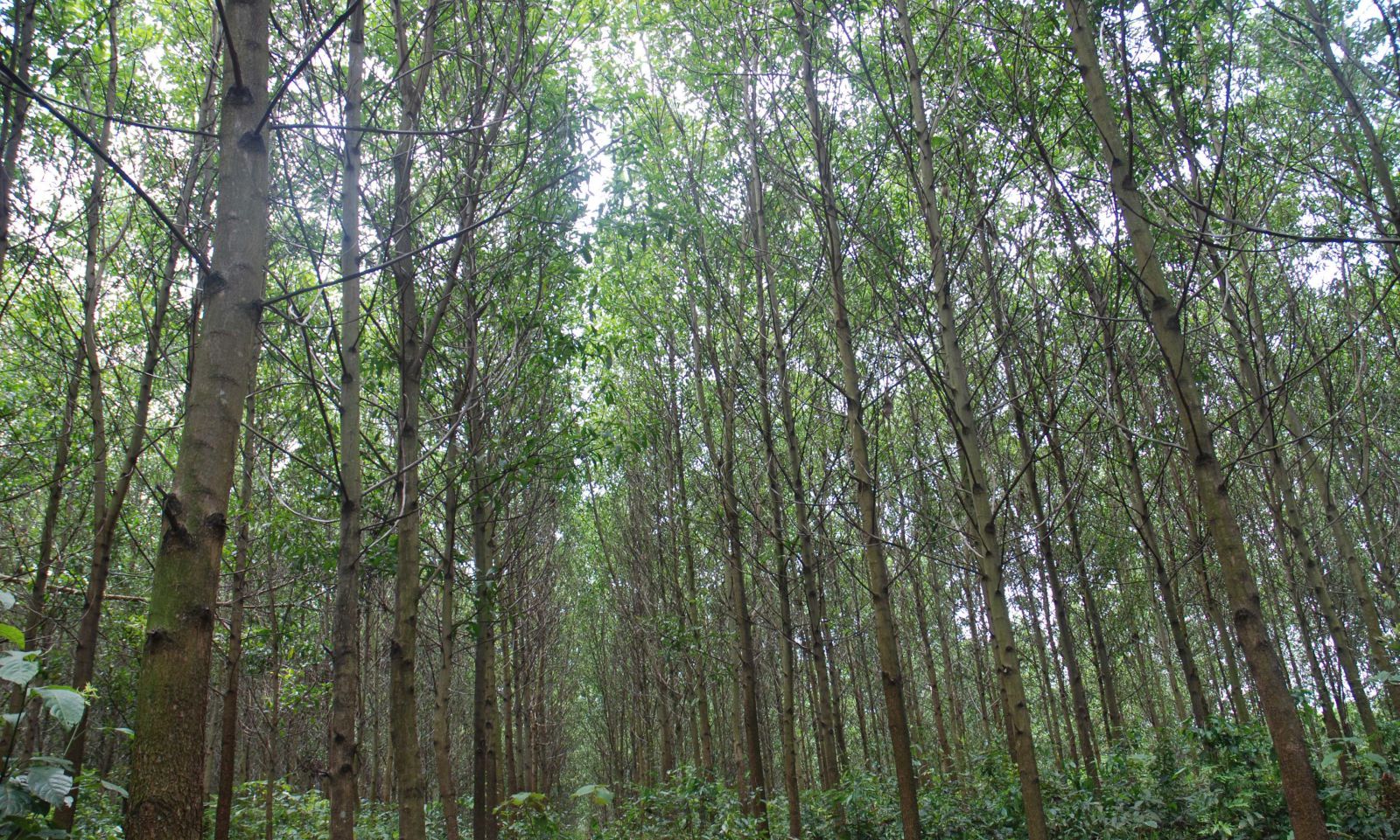 Tăng thuế xuất khẩu dăm gỗ: Rủi ro cho doanh nghiệp và người dân trồng rừng