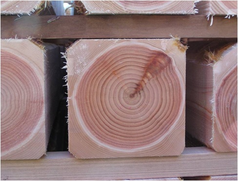 Gỗ Hinoki: loại gỗ quý cho đồ nội thất