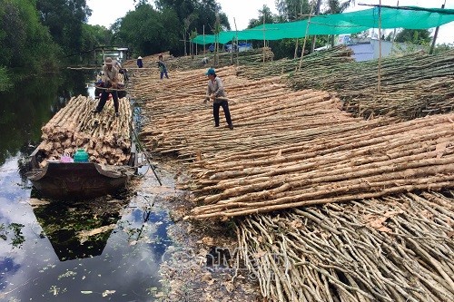 Xúc tiến liên kết và phát triển thị trường gỗ Cà Mau