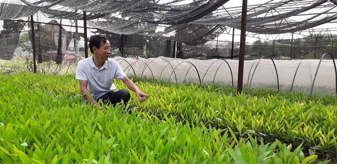Tuyên Quang nâng cao chất lượng giống lâm nghiệp
