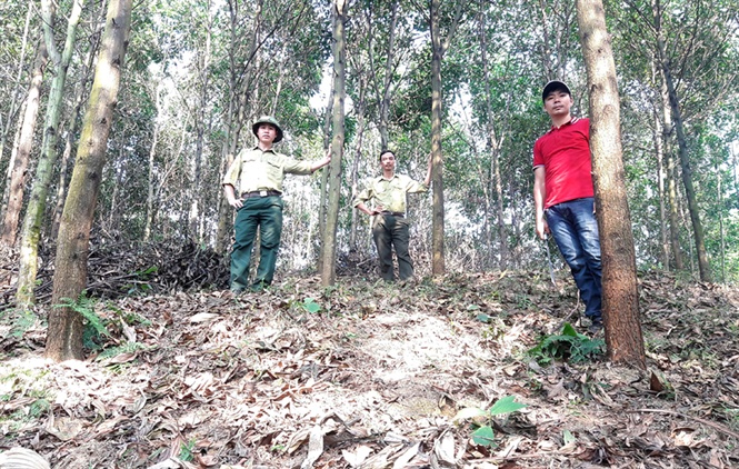 Trồng rừng gỗ lớn - bền vững, lâu dài: Cơ hội đổi đời